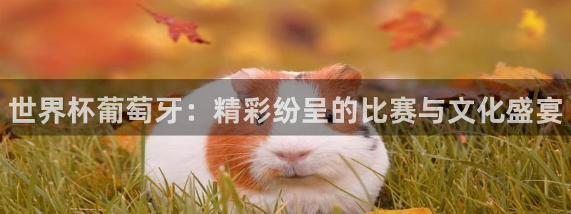 世界杯对阵图2026：世界杯葡萄牙：精彩纷呈的比赛与文化盛宴